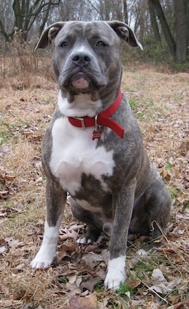 Front view - A blue-nose brindle Pit Bull Terrier is sitting in brown grass and on top of leaves. He is looking forward with a serious look on this face.