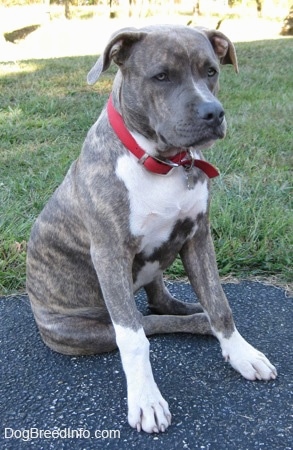 4 month old brindle pitbull