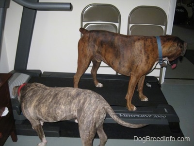 A blue-nose brindle Pit Bull Terrier puppy is looking down at a treadmill and standing on the treadmill backwards is a brown brindle Boxer. The Boxers mouth is open and tongue is out.