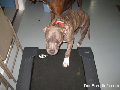 A blue-nose brindle Pit Bull Terrier puppy is beginning to climb on a treadmill and behind him is a brown brindle Boxer.