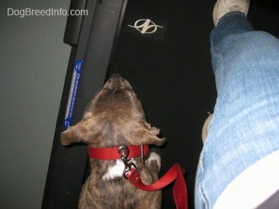 Top down view of a blue-nose brindle Pit Bull Terrier puppy that is walking on a treadmill alongside a person.