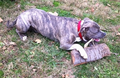 A blue-nose brindle Pit Bull Terrier is laying in grass. He has his right paw on top of a split log he is chewing on.