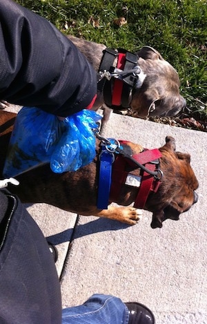 Top down view of a blue-nose brindle Pit Bull Terrier and a brown brindle Boxer walking across a sidewalk. There is a person in a black winter coat standing next to them. The person has poop bags in her hand.