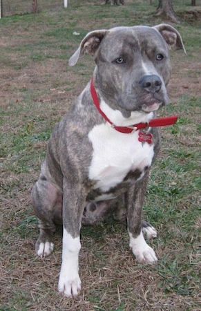 A blue-nose brindle Pit Bull Terrier is wearing a red collar sitting in grass and he is looking forward.