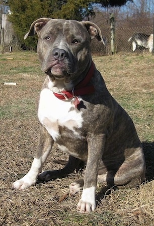 Front side view - A blue-nose brindle Pit Bull Terrier is sitting in brown grass and he is looking forward. There are goats behind a fence in the background and a dog bone laying in the yard to the left.
