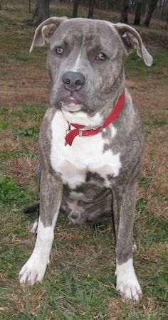 Front view - A blue-nose brindle Pit Bull Terrier is wearing a red collar sitting in brown grass and he is looking forward.