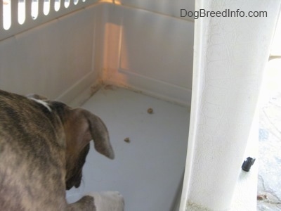 The back of a blue-nose brindle Pit Bull Terrier puppy that is eating food and he is walking towards the back of a crate.