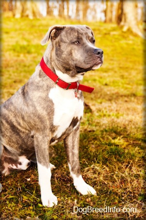 yellow brindle pitbull