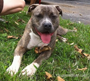 brindle pitbull mixed with blue nose