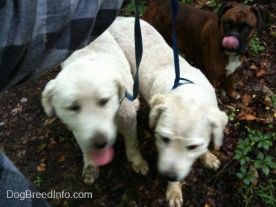 Two Great Pyreness and a brown with black and white Boxer are standing in dirt and they are panting. The Boxer is licking his nose.