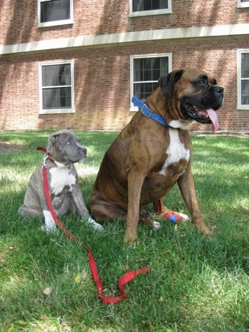 A blue-eyed blue-nose brindle Pit Bull Terrier puppy is sitting in grass next to a brown brindle Boxer with his mouth open.