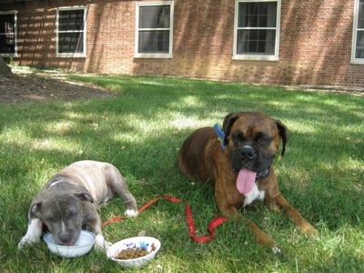 A blue-nose brindle Pit Bull Terrier puppy is laying down in grass and his head is in a water bowl. Next to him is a brown brindle Boxer laying in grass and his mouth is open and tongue is out.