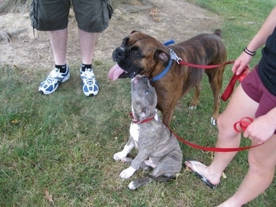 A blue-nose brindle Pit Bull Terrier puppy is sitting in grass and licking the face of a brown brindle Boxer standing next to him.