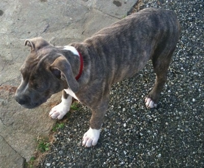 The back of a blue-nose Brindle Pit Bull Terrier puppy that is standing partially on a stone porch and a blacktop surface looking to the left.