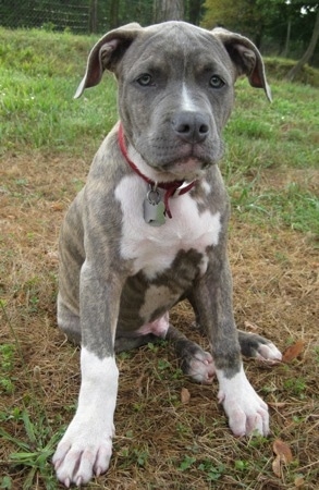 what should i look for in a pitbull puppy