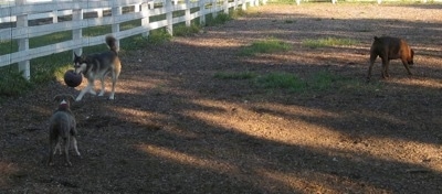 A Husky has a ball in its mouth. A blue-nose Brindle Pit Bull Terrier puppy is looking at the ball in the Husky's mouth. To the right of them is the back of a brown brindle Boxer that is sniffing dirt.