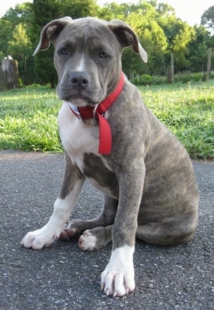 Front side view - A blue-nose brindle Pit Bull Terrier puppy is sitting on a blacktop surface and he is looking forward. He is wearing a red collar and his front paws are large compared to his body.
