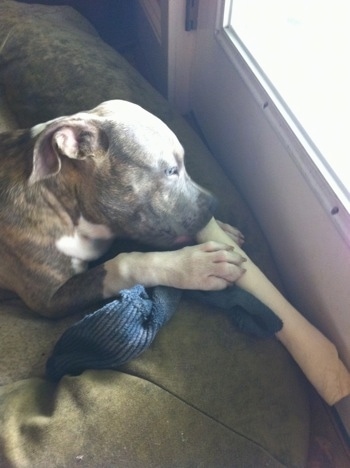 Close up - A blue-nose brindle Pit Bull Terrier puppy is laying on a dog bed in front of a door and he is chewing on a rawhide bone.