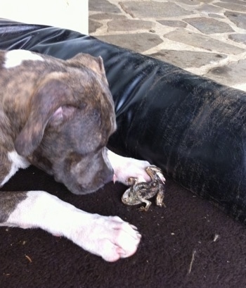Close up - A blue-nose brindle Pit Bull Terrier puppy is laying in a dog bed and he is looking down at a dead frog that is in front of him.