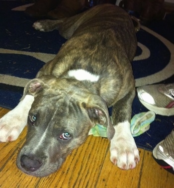 Close up - A blue-nose brindle Pit Bull Terrier puppy is laying down on a Penn State University door mat.