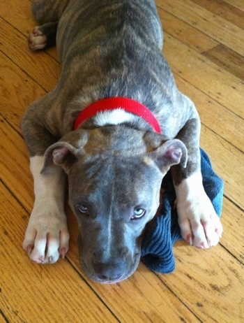 Close up - A blue-nose brindle Pit Bull Terrier puppy is laying on a hardwood floor and on top of a blue sock.