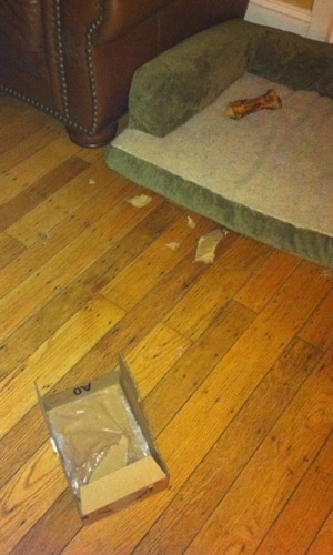 An open box with pieces that have been ripped off on a hardwood floor. There is a green and tan dog bed with a bone in it next to a leather couch in the background.