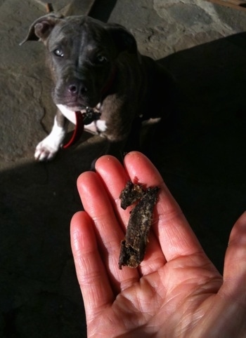A person has poop in there hand and a blue-nose brindle Pit Bull Terrier puppy is sitting on a stone step and looking up at the hand.