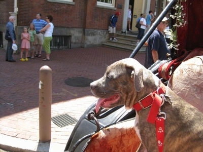 A blue-nose brindle Pit Bull Terrier puppy that is sitting in a carriage and he is looking to the left. His mouth is open and tongue is out. There are people standing on the brick sidewalk.