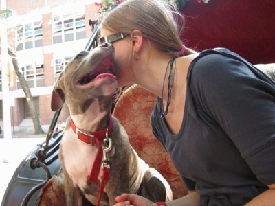 A blue-nose brindle Pit Bull Terrier puppy is sitting in a carriage and next to his owner. The owners face is next to his face.