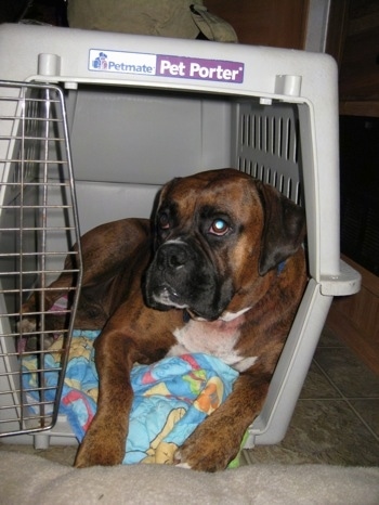 A large brown brindle Boxer is laying in a small crate and on top of a Winnie the Pooh blanket.