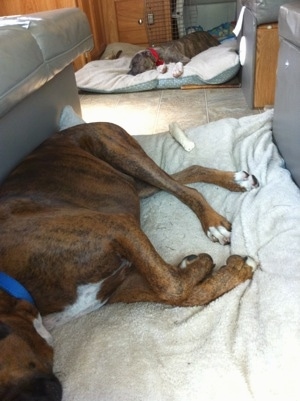 A brown brindle Boxer is sleeping on a dog bed and behind him is a blue-nose brindle Pit Bull Terrier puppy sleeping on a dog bed inside of an RV camper.