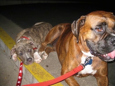 Close up - A blue-nose brindle Pit Bull Terrier puppy and a brown brindle Boxer are laying at an entrance way and they are looking to the right.