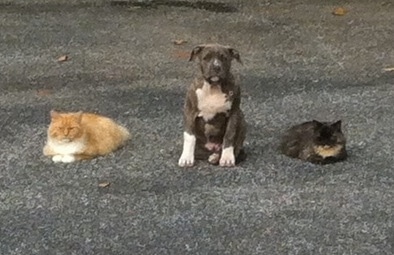 A wide chested, blue-nose brindle Pit Bull Terrier puppy is sitting in gravel and there are two cats sitting on his sides.
