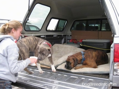 A blonde-haired girl is holding a cup and a blue-nose brindle Pit Bull Terrier puppy is sniffing the cup that the girl is holding.