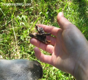 A person is holding a bone in their hand next to the snout of a white dog.