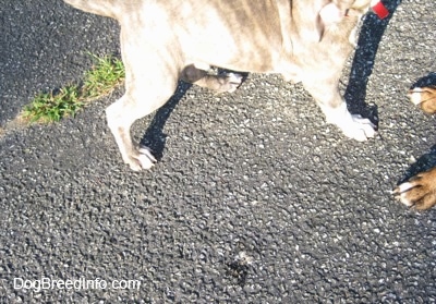 A blue-nose Brindle Pit Bull Terrier puppy is walking past a pile of bird poop on a blacktop surface.