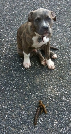 A blue-eyed, blue-nose Brindle Pit Bull Terrier puppy is sitting on a blacktop surface and he is looking up. In front of him is a pile of poop.