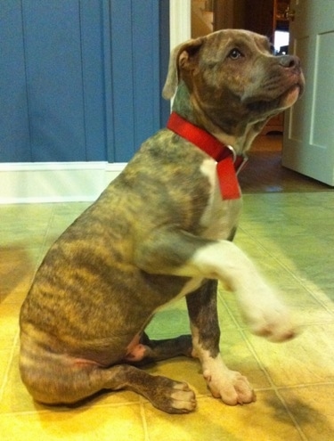 A blue nose brindle Pit Bull Terrier puppy is sitting on a tiled floor looking up and to the right. His right paw is in the air.