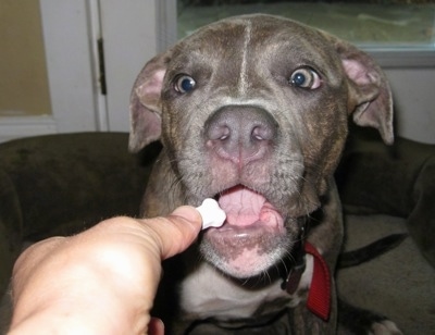 Close up - A blue-nose brindle Pit Bull Terrier puppy is sitting on a dog bed and he is being handed a pill that is shaped like a bone.