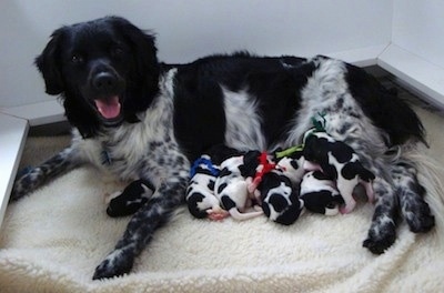 A black and white Stabyhoun dog is laying inside of a white whelping box nursing a litter of 8 puppies. The puppies all have a different color ribbon around their necks.