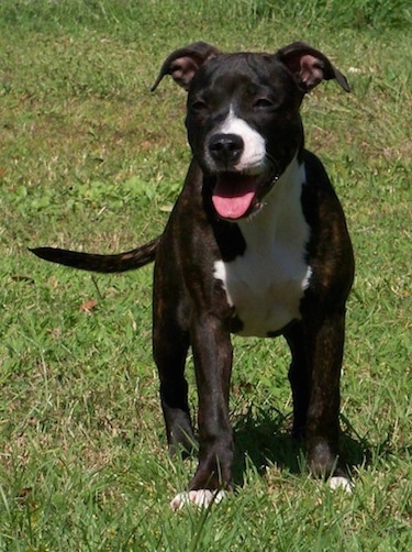 Staffordshire Bull Terrier Dog Breed Information and Pictures