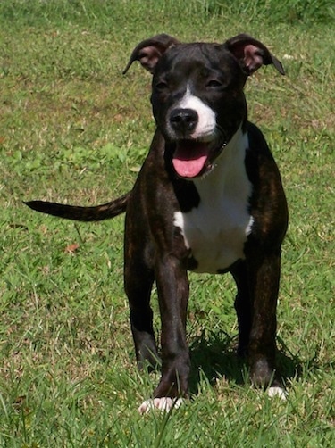 european staffordshire terrier