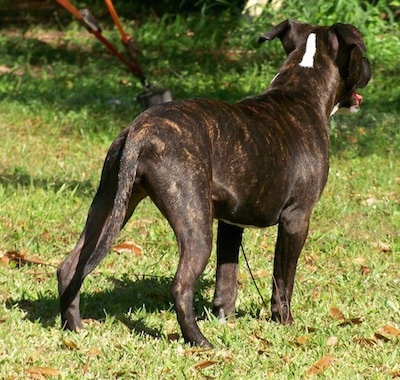 The back right side of a black brindle with white Staffordshire Bull Terrier puppy is standing across a grass surface. It is looking back and to the right. The dog has a thick body.