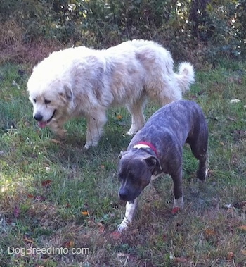 The front left side of a white Great Pyreness and a blue-nose brindle Pit Bull Terrier that is walking across a grass surface and their heads are low.