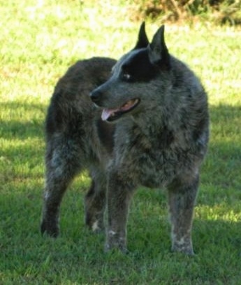 Front side view - A merle Texas Heeler dog standing in grass looking to the left, its mouth is open and its tongue is sticking out. It has small perk ears.