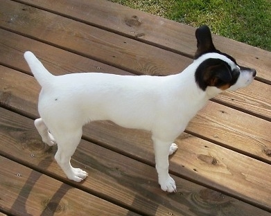 Top down view of a white with black and brown Thornburg Feist puppy that is standing towards the edge of a hardwood floor and it is looking to the right. It has large perk ears and a short tail. Its body is white and it has black and tan on its ears and face.