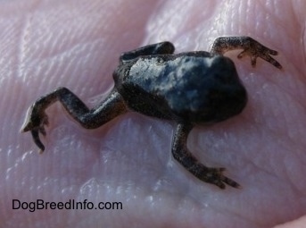 Close Up - The right side of a small Toad in the Palm of a person's hand