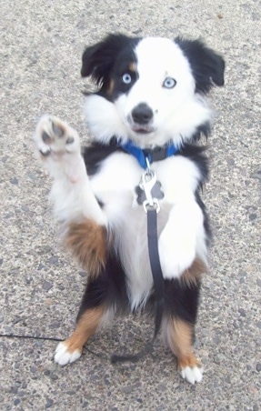 10+ Mini Aussie Colors