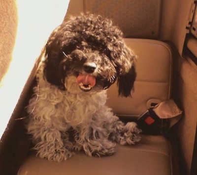 Front view - A black and white wavy coated, Toy Poodle dog sitting in a vehicle looking forward, its mouth is open and its tongue is rolled in its mouth.
