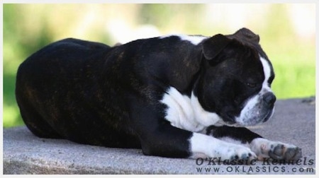 Close up side view - The front left side of a black with white Victorian Boston Bulldog laying on a stone step and its eyes are closed. The dog has a thick body, a flat pushed back muzzle and small fold over ears.